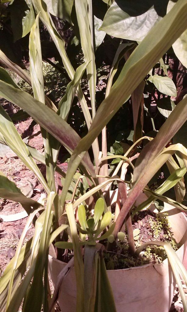 Folhas da Cananga e um Bálsamo-bebê intrometido