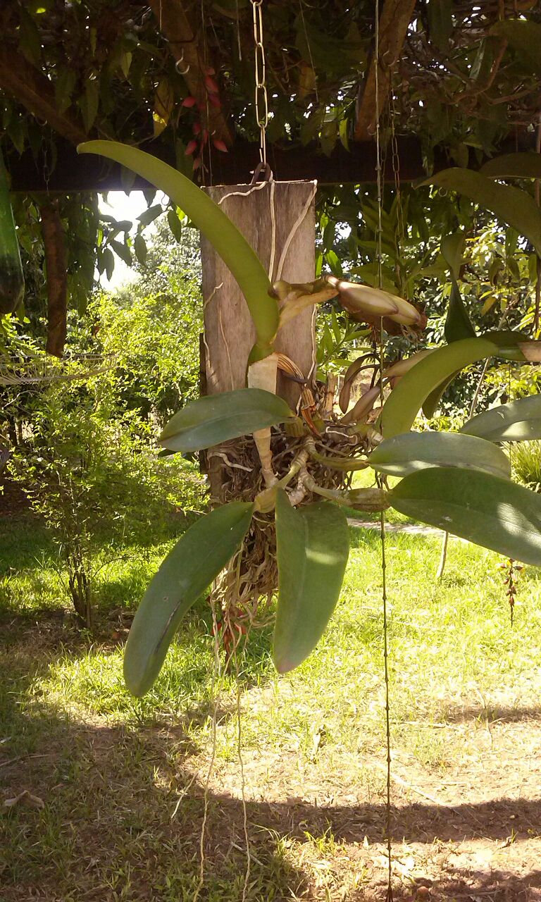 Orquídea Sapatinho - Paphiopedilum - Mundo dos Cursos