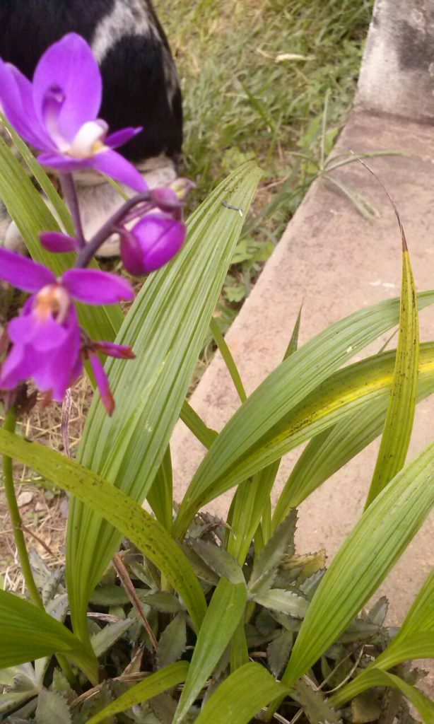 Orquídea Grapete