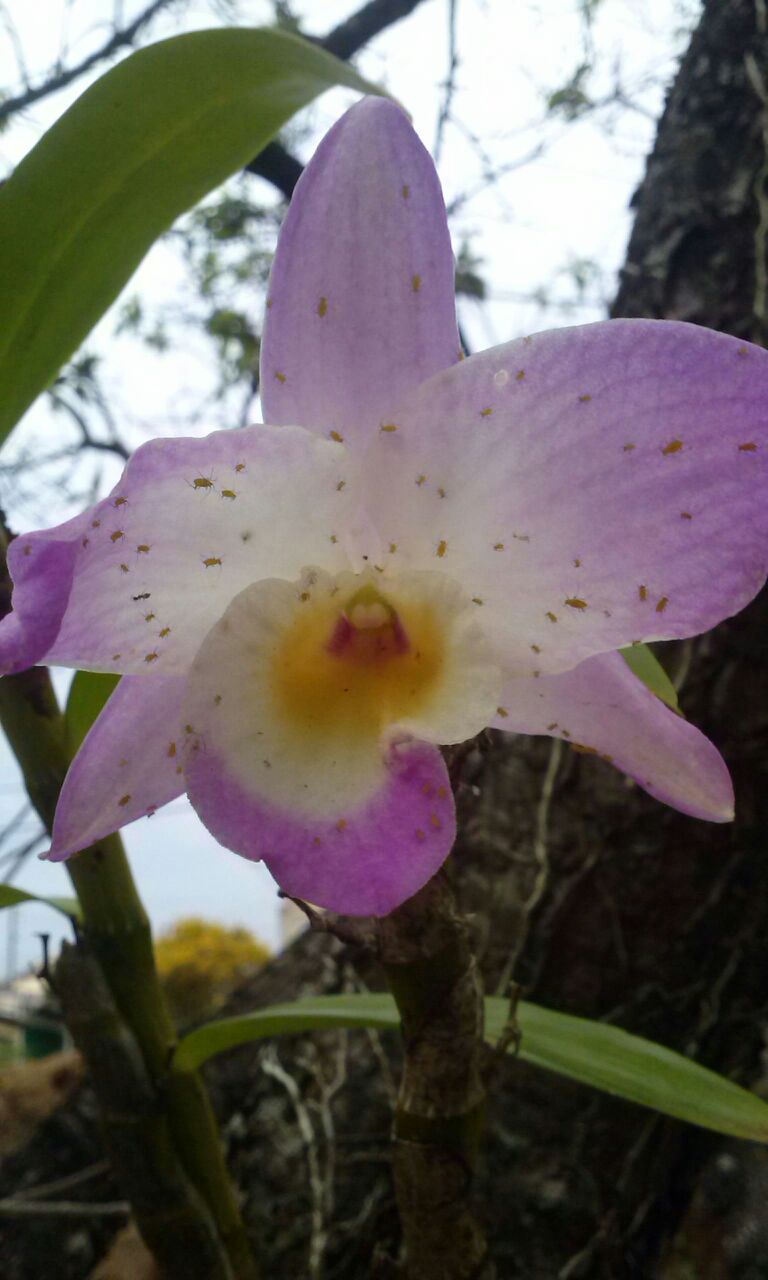 Pulgões em Orquídeas