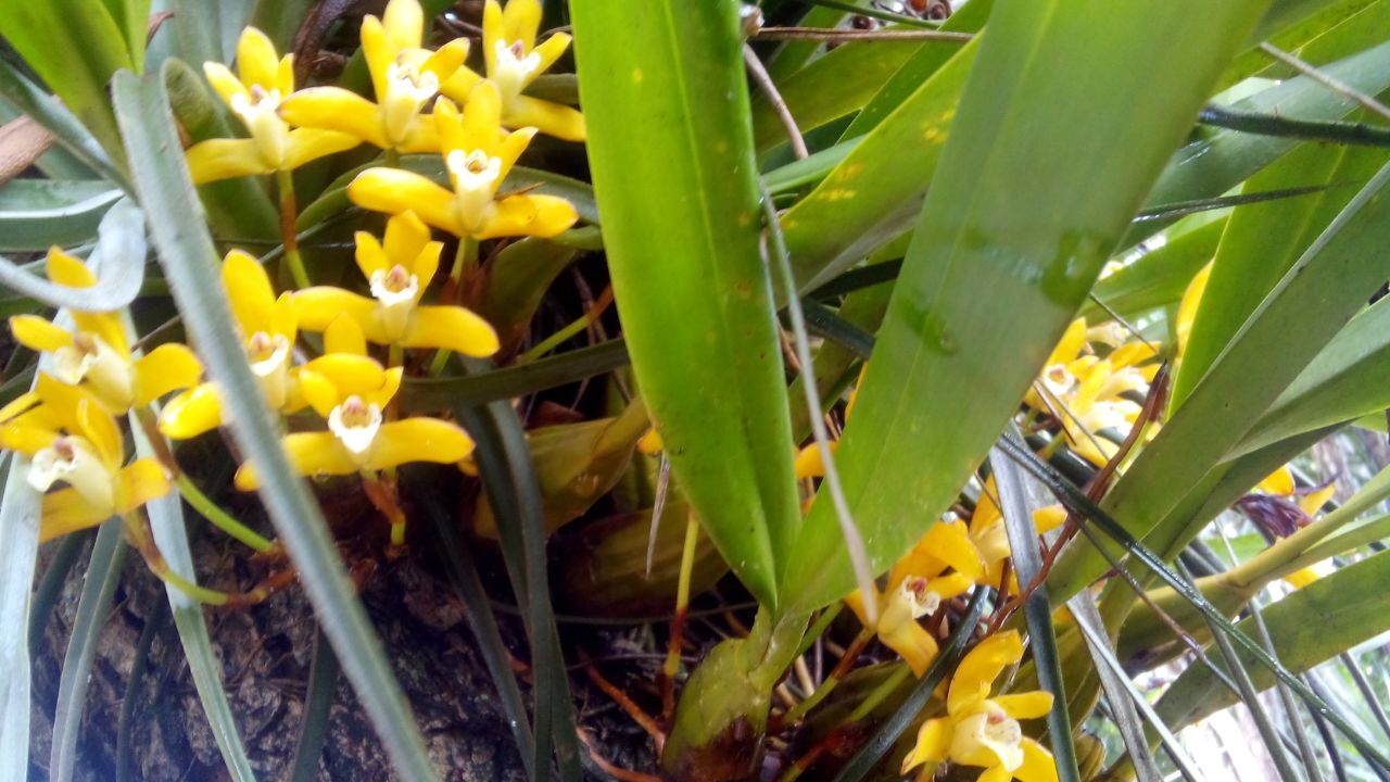 Brasiliorchis ou Maxillaria Sanguinea