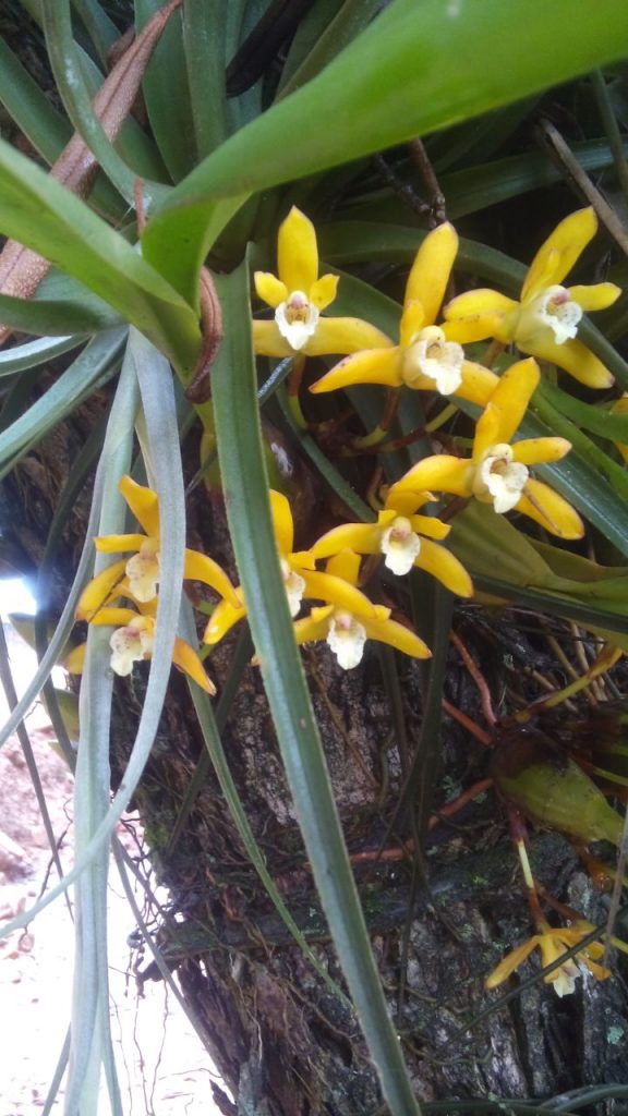 Brasiliorchis ou Maxillaria Sanguinea