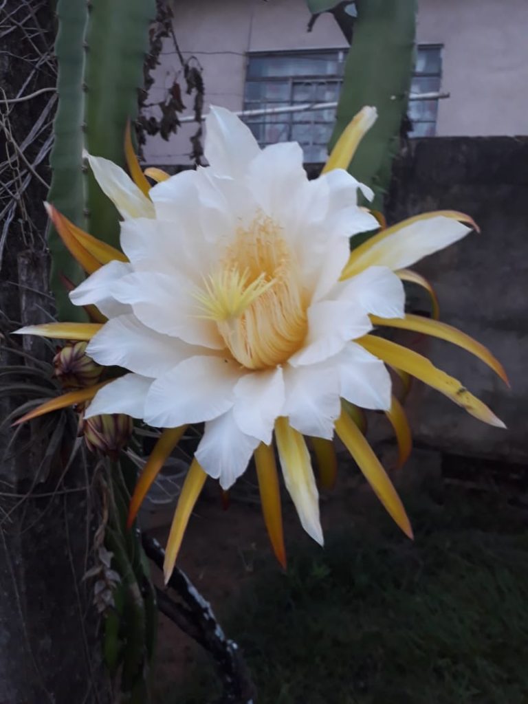 Flor da Pitaya