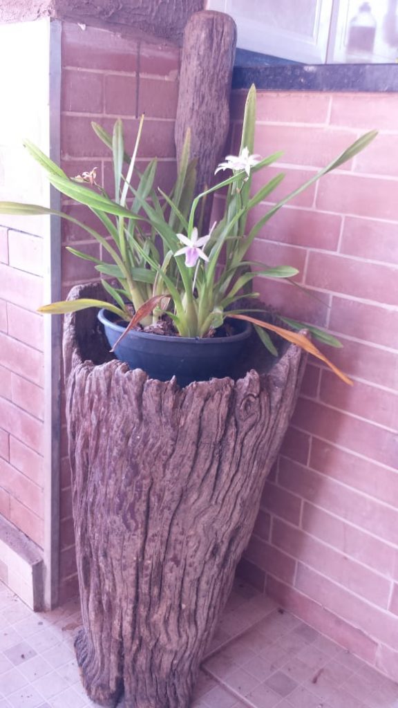 Orquídea no Pilão