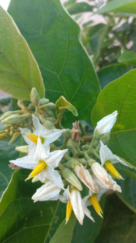 Flor de Jurubeba Solanum paniculatum