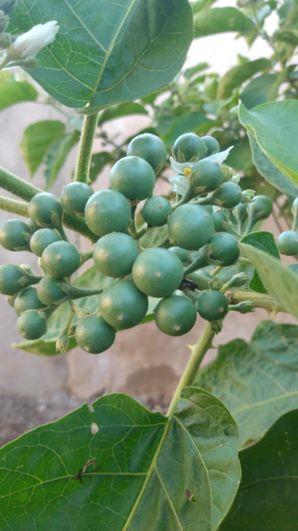 Jurubeba -Solanum paniculatum