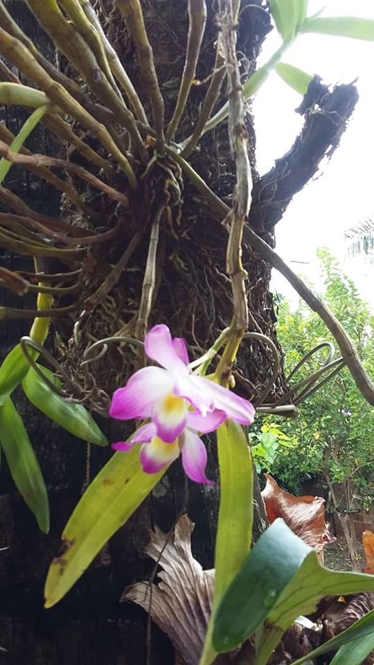 Orquidea Dendrobium Nobile Rosa